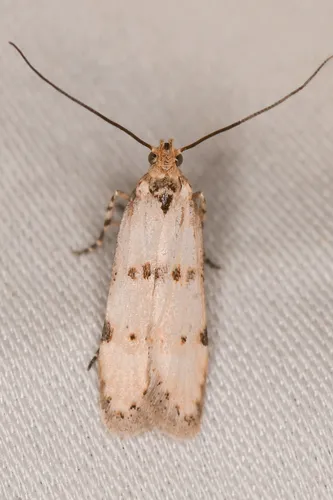 Prolita puertella - Hodges#1895