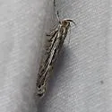 Prolita recens - Hodges#1896