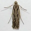 Prolita recens - Hodges#1896 - photo 2