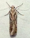 Prolita recens - Hodges#1896 - photo 4