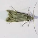 Prolita rectistrigella - Hodges#1897