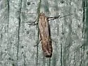 Prolita rectistrigella - Hodges#1897 - photo 2