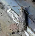 Prolita rectistrigella - Hodges#1897 - photo 3