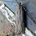 Prolita rectistrigella - Hodges#1897 - photo 4