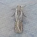 Prolita rectistrigella - Hodges#1897 - photo 5
