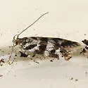 Prolita sexpunctella - Hodges#1898