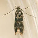Prolita sexpunctella - Hodges#1898 - photo 2