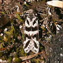 Prolita sexpunctella - Hodges#1898 - photo 3