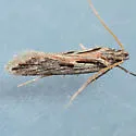Prolita sironae - Hodges#1899