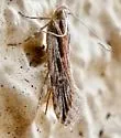 Prolita sironae - Hodges#1899 - photo 2