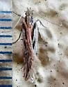 Prolita sironae - Hodges#1899 - photo 4