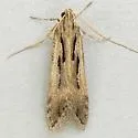 Prolita variabilis - Hodges#1902