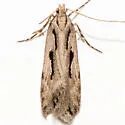 Prolita variabilis - Hodges#1902 - photo 3