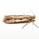 Prolita variabilis - Hodges#1902 - photo 4