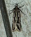 Prolita variabilis - Hodges#1902 - photo 5