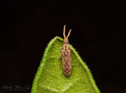 Prolixocupes latreillei