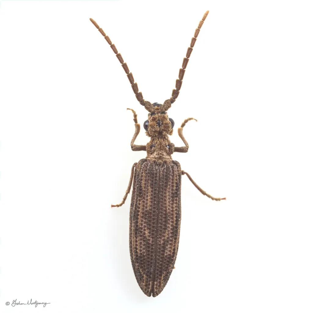 Prolixocupes lobiceps