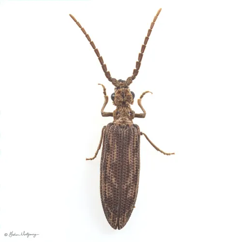 Prolixocupes lobiceps - photo 2