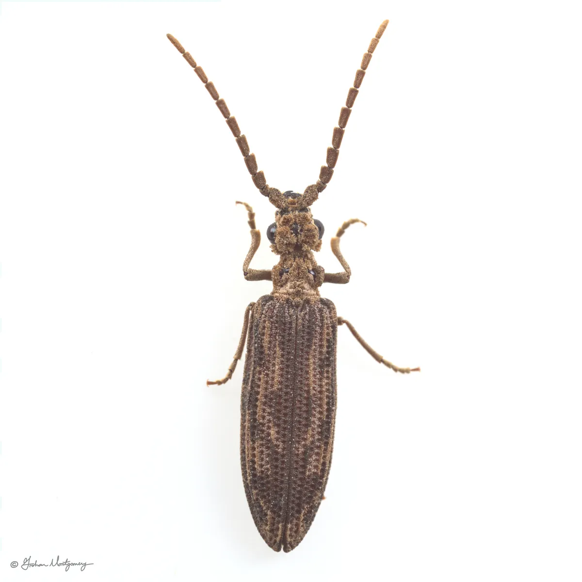 Prolixocupes lobiceps - photo 3
