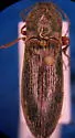 Proludius angusticollis