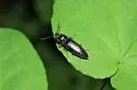 Proludius protractus - photo 2