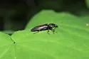 Proludius protractus - photo 3