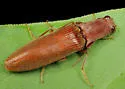 Proludius pyrros