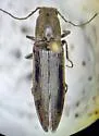 Proludius silvaticus
