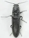 Proludius silvaticus - photo 3