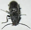 Proludius silvaticus - photo 5