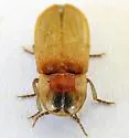 Prolutacea pulsator - photo 2