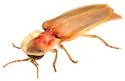 Prolutacea pulsator - photo 3
