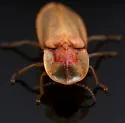Prolutacea pulsator - photo 4