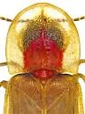 Prolutacea pulsator - photo 5