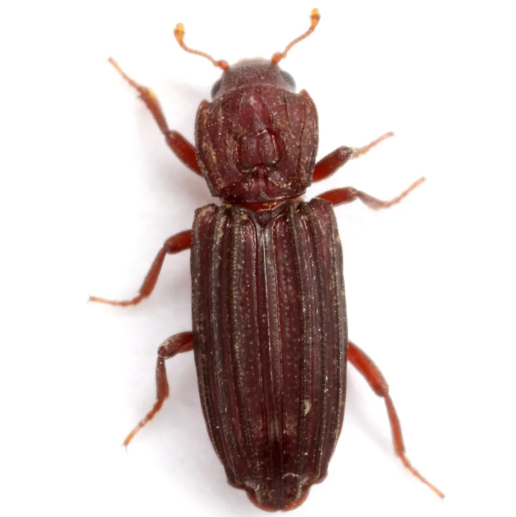 Prolyctus exaratus
