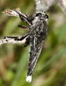 Promachus albifacies - photo 3