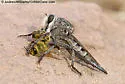 Promachus albifacies - photo 4
