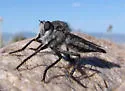 Promachus aldrichii
