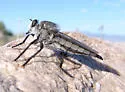 Promachus aldrichii - photo 2
