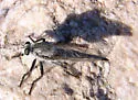 Promachus aldrichii - photo 3