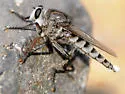 Promachus aldrichii - photo 4