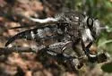 Promachus atrox - photo 2