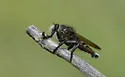 Promachus atrox - photo 4