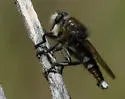 Promachus atrox - photo 5