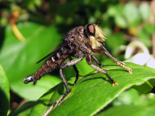 Promachus bastardii