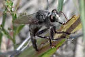 Promachus dimidiatus - photo 2