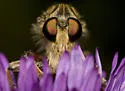 Promachus fitchii - photo 2