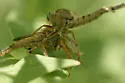 Promachus fitchii - photo 3