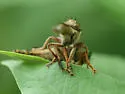 Promachus fitchii - photo 4