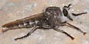 Promachus giganteus - photo 4